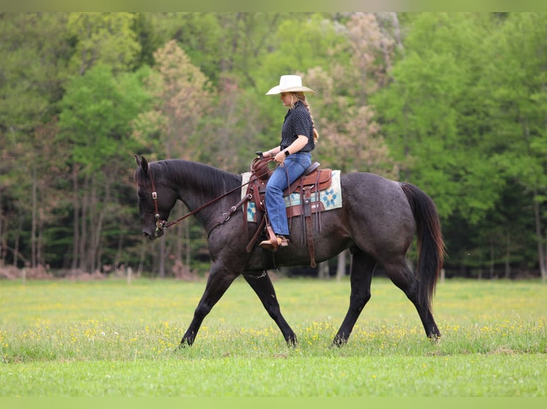 Quarter horse américain Hongre 7 Ans Rouan Bleu in Clarion