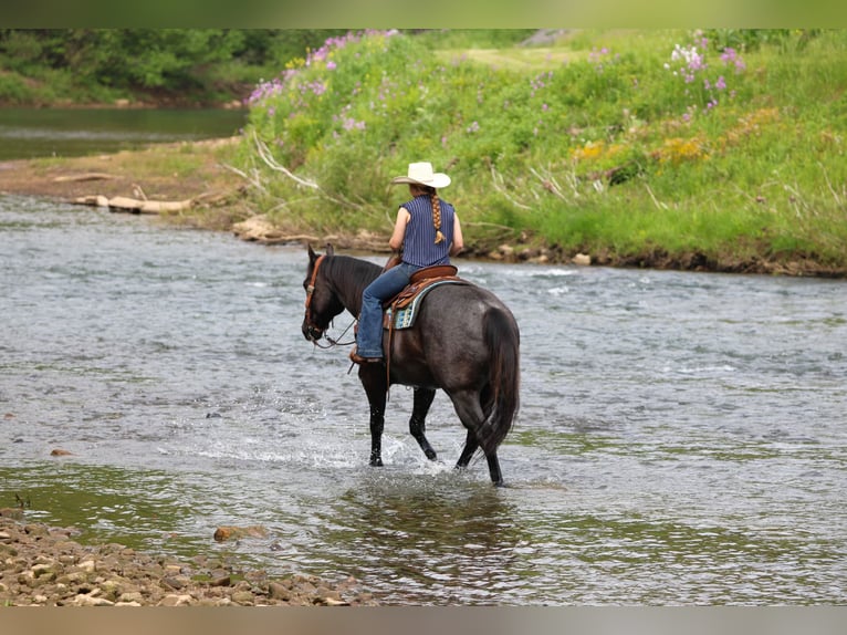 Quarter horse américain Hongre 7 Ans Rouan Bleu in Clarion