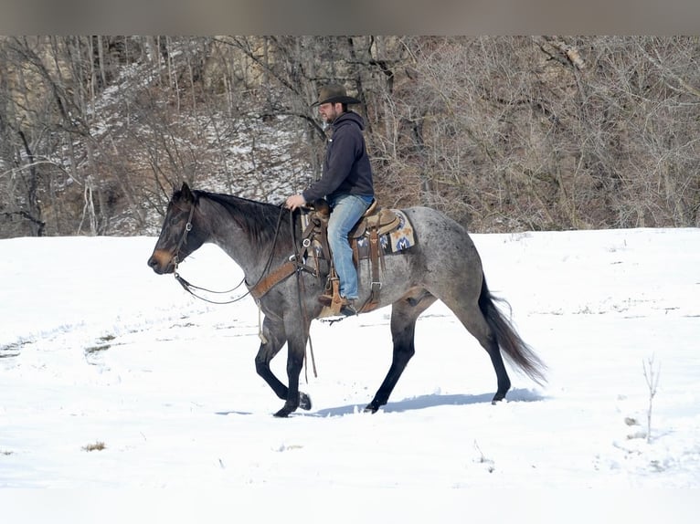 Quarter horse américain Hongre 7 Ans Rouan Bleu in Lamotte, IA