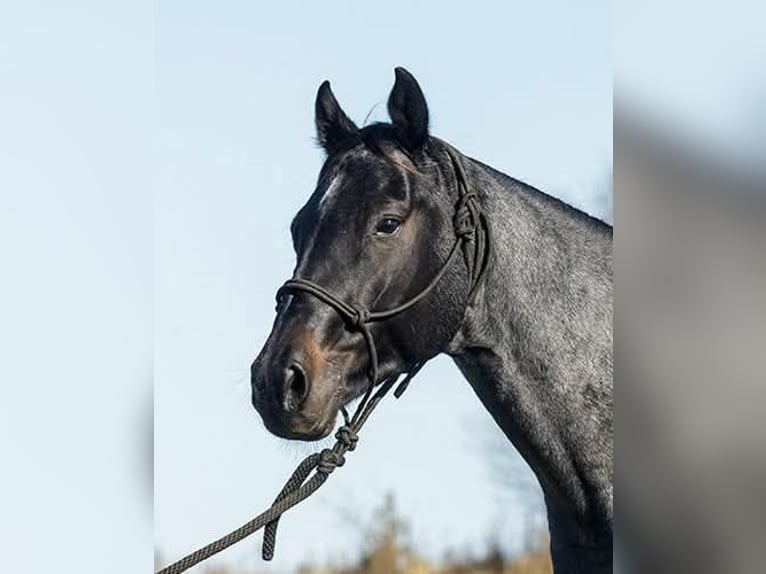 Quarter horse américain Hongre 7 Ans Rouan Bleu in Princeville