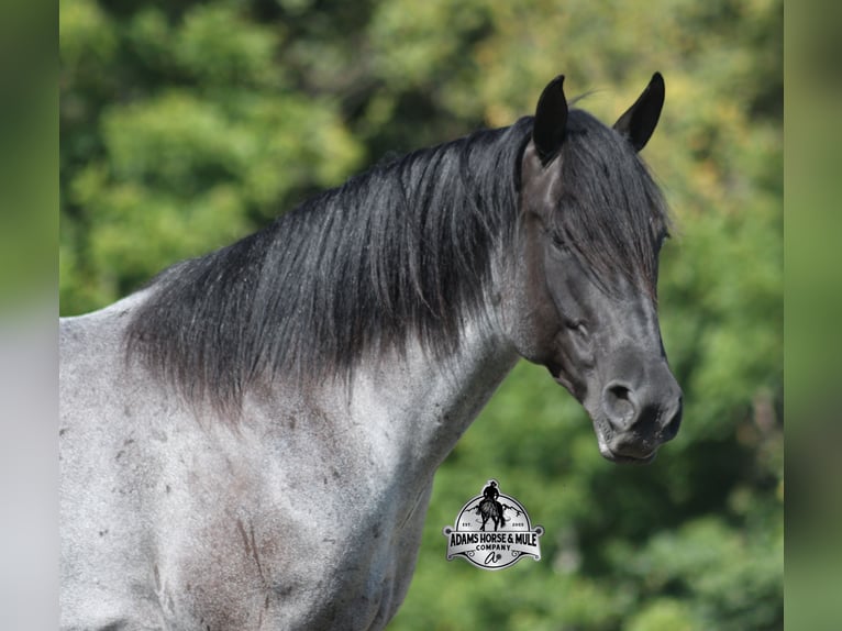 Quarter horse américain Hongre 7 Ans Rouan Bleu in Mount Vernon KY