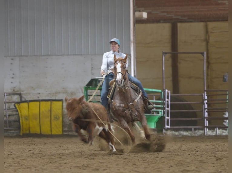 Quarter horse américain Hongre 7 Ans Rouan Rouge in Nevis