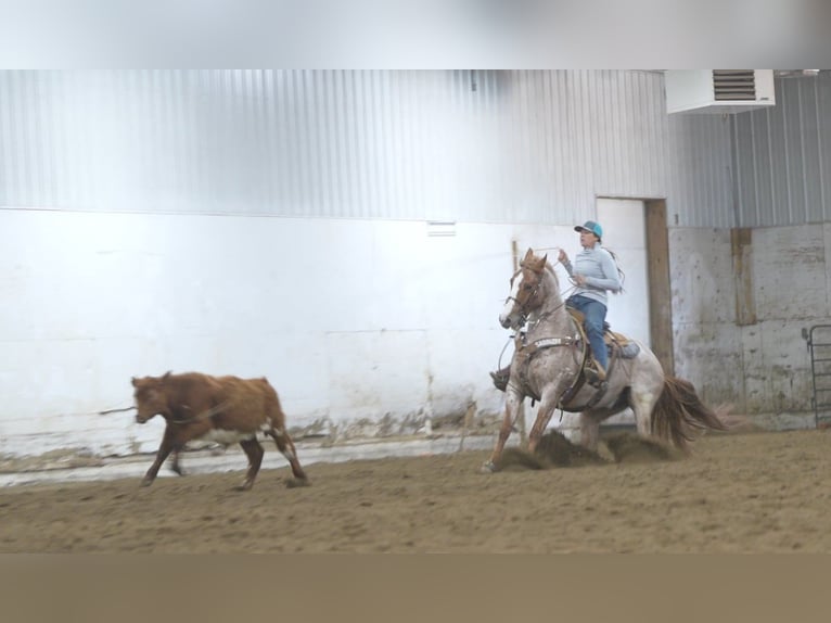 Quarter horse américain Hongre 7 Ans Rouan Rouge in Nevis