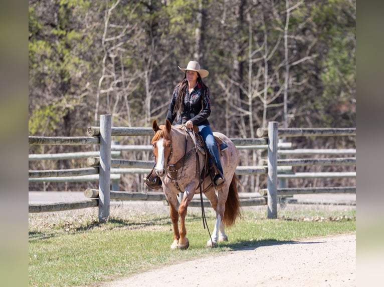 Quarter horse américain Hongre 7 Ans Rouan Rouge in Nevis