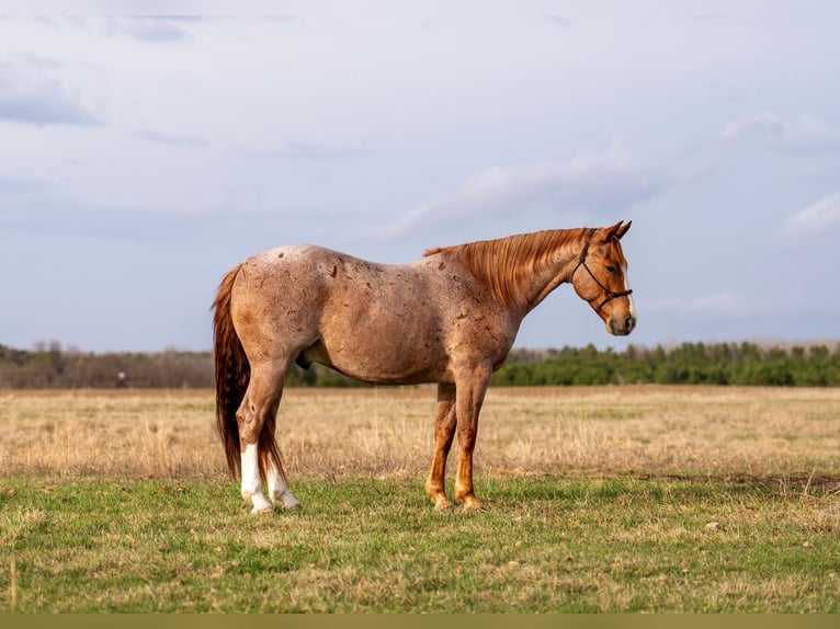 Quarter horse américain Hongre 7 Ans Rouan Rouge in Nevis