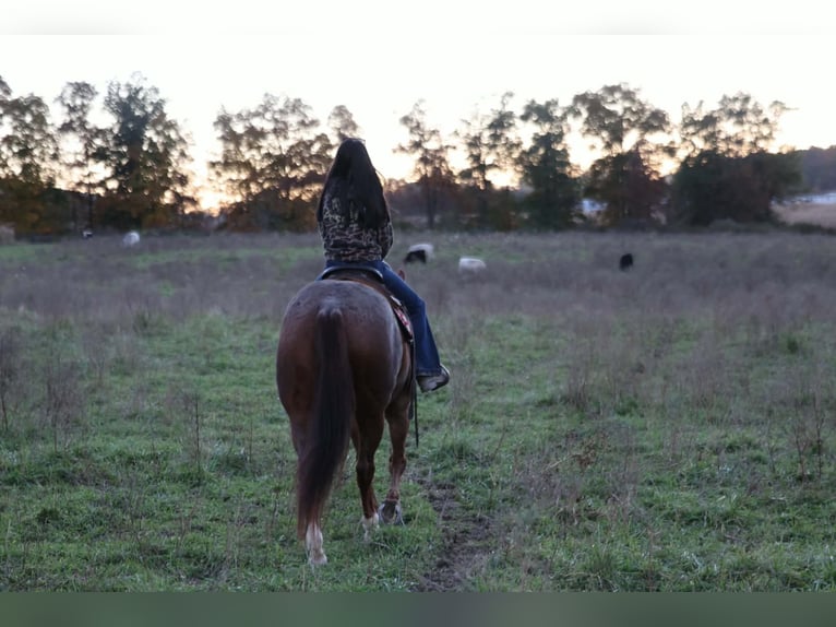 Quarter horse américain Hongre 7 Ans Rouan Rouge in Beaver Springs