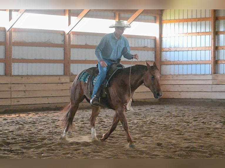 Quarter horse américain Hongre 7 Ans Rouan Rouge in Harwood