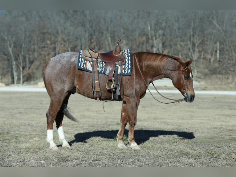 Quarter horse américain Hongre 7 Ans Rouan Rouge in Mount Vernon