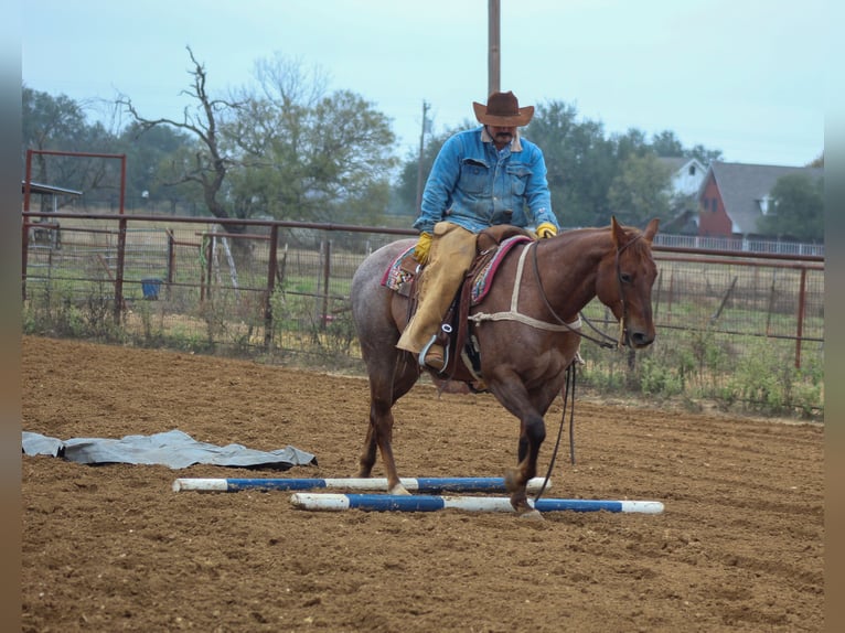 Quarter horse américain Hongre 7 Ans Rouan Rouge in Stephenville