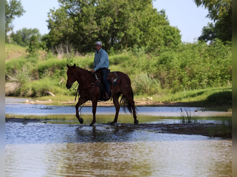 Quarter horse américain Hongre 7 Ans Rouan Rouge in Stephenville