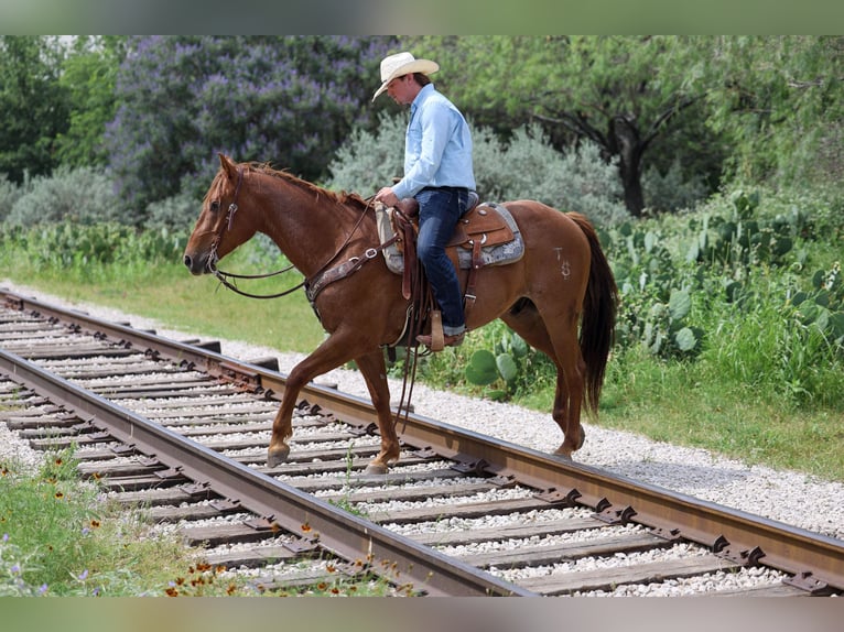 Quarter horse américain Hongre 7 Ans Rouan Rouge in Stephenville