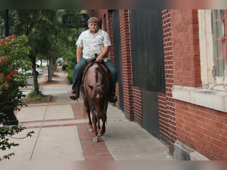 Quarter horse américain Hongre 7 Ans Rouan Rouge in Salem
