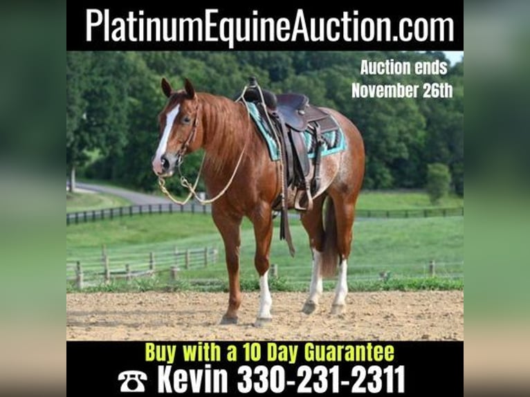 Quarter horse américain Hongre 7 Ans Rouan Rouge in Jackson, OH