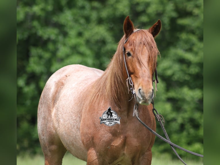 Quarter horse américain Hongre 7 Ans Rouan Rouge in Mount Vernon, KY