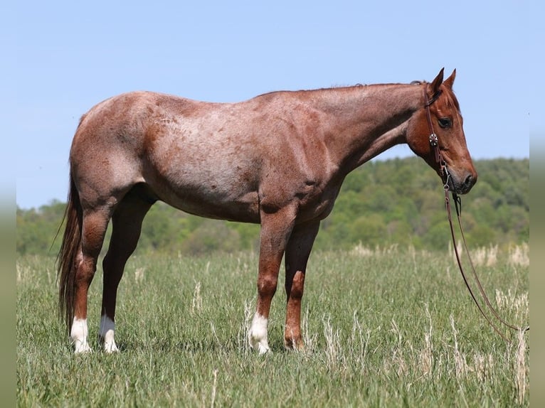 Quarter horse américain Hongre 7 Ans Rouan Rouge in Somerset KY