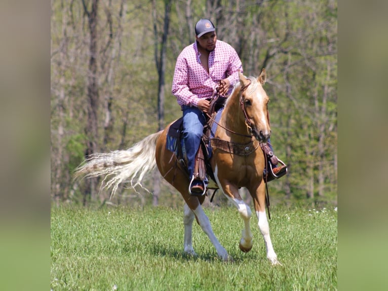 Quarter horse américain Hongre 7 Ans Tobiano-toutes couleurs in Rineyville Ky