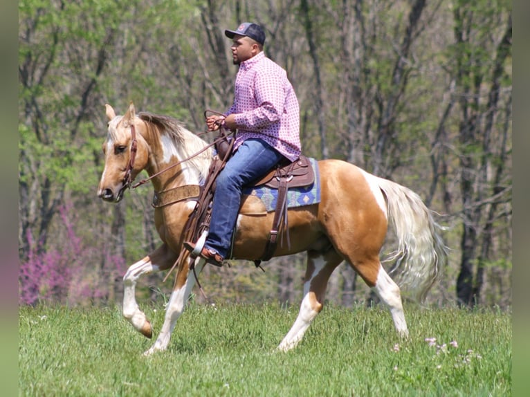 Quarter horse américain Hongre 7 Ans Tobiano-toutes couleurs in Rineyville Ky