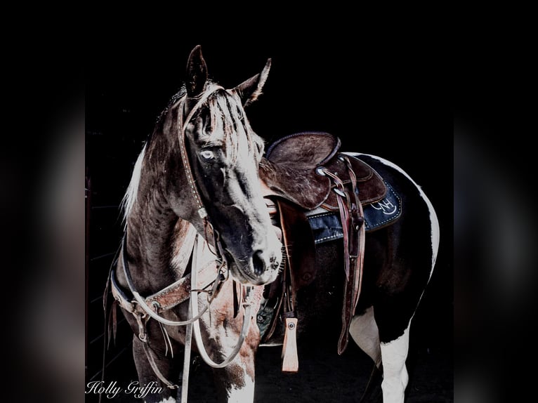 Quarter horse américain Hongre 7 Ans Tobiano-toutes couleurs in Greenville KY