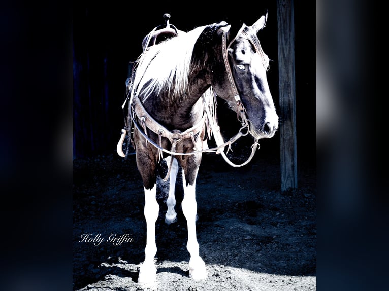 Quarter horse américain Hongre 7 Ans Tobiano-toutes couleurs in Greenville KY