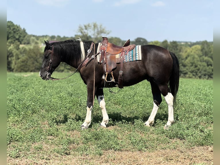 Quarter horse américain Hongre 7 Ans Tobiano-toutes couleurs in Princeton MO