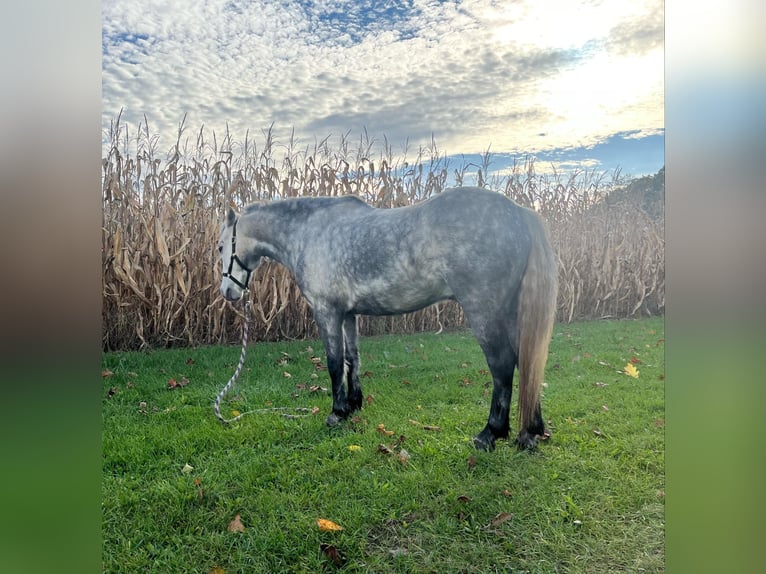 Quarter horse américain Hongre 8 Ans 122 cm Gris pommelé in Oakley MI