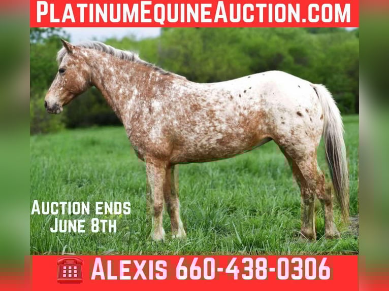 Quarter horse américain Hongre 8 Ans 122 cm Roan-Bay in Cole Camp MO