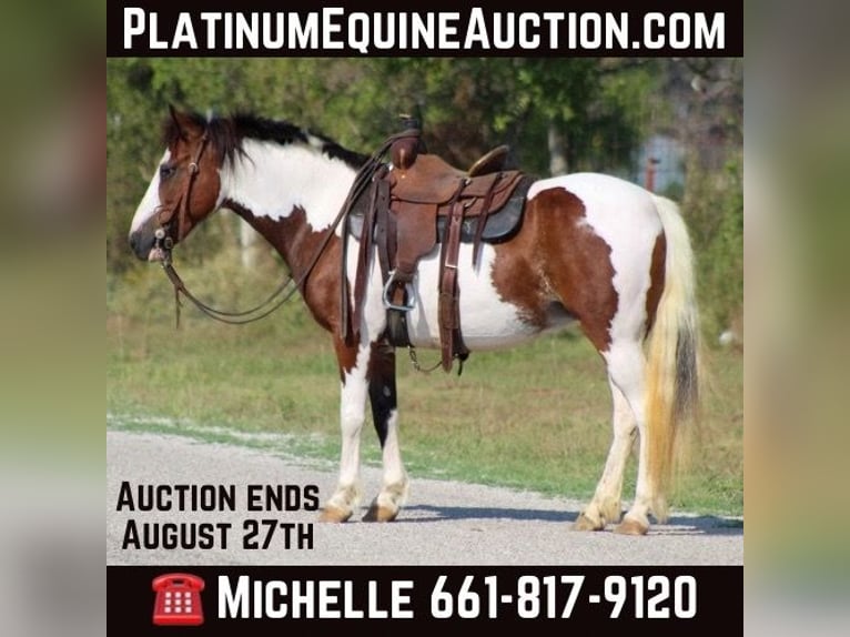 Quarter horse américain Hongre 8 Ans 122 cm Tobiano-toutes couleurs in Stephenville TX