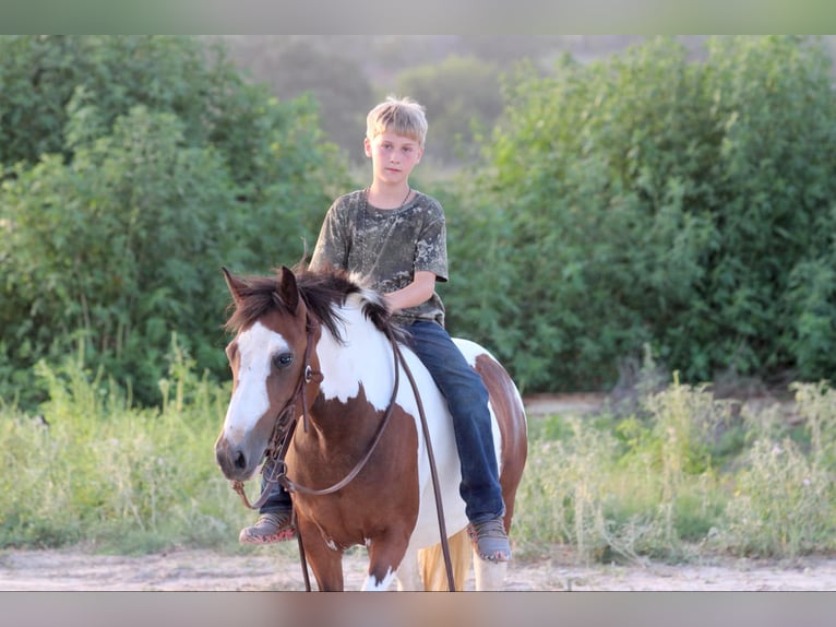 Quarter horse américain Hongre 8 Ans 122 cm Tobiano-toutes couleurs in Stephenville TX