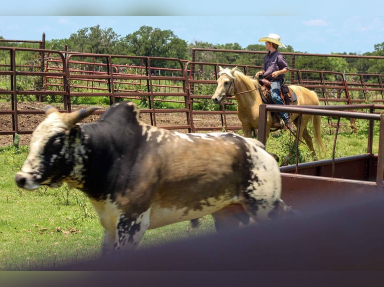 Quarter horse américain Hongre 8 Ans 124 cm Palomino in Stephenville tX
