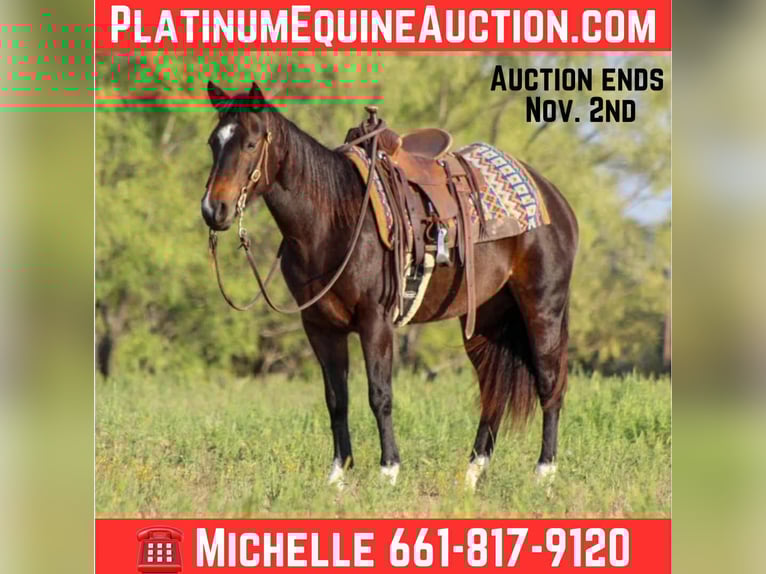 Quarter horse américain Hongre 8 Ans 132 cm Bai cerise in Stephenville TX