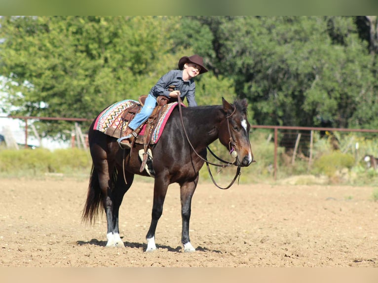 Quarter horse américain Hongre 8 Ans 132 cm Bai cerise in Stephenville TX