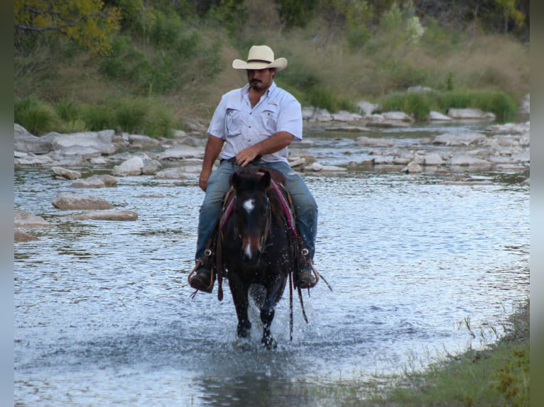 Quarter horse américain Hongre 8 Ans 132 cm Bai cerise in Stephenville TX