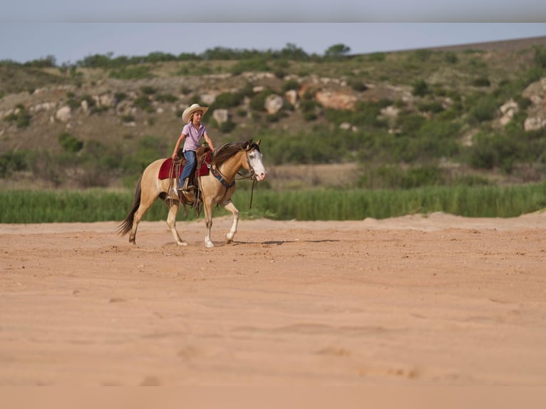 Quarter horse américain Hongre 8 Ans 132 cm Buckskin in Canyon TX