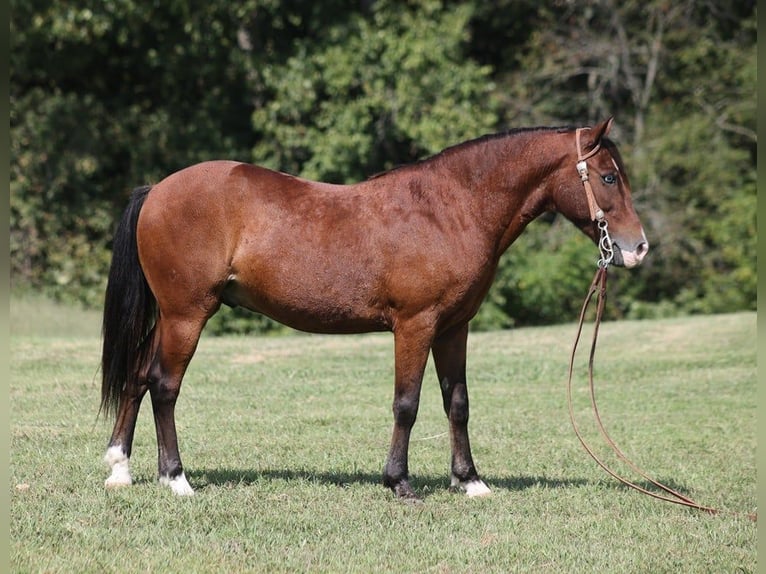 Quarter horse américain Hongre 8 Ans 135 cm Bai cerise in Brodhead