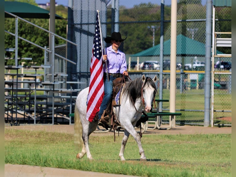 Quarter horse américain Hongre 8 Ans 137 cm Gris in Stephenville, TX