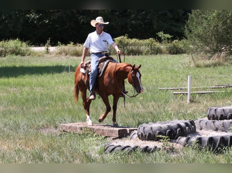Quarter horse américain Hongre 8 Ans 140 cm Alezan cuivré in Mt Vernon, MO