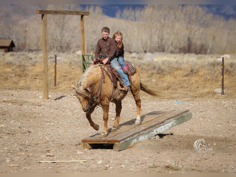 Quarter horse américain Hongre 8 Ans 140 cm Palomino in Cody