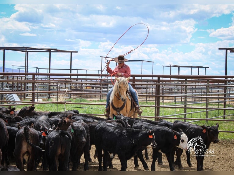 Quarter horse américain Hongre 8 Ans 140 cm Palomino in Cody