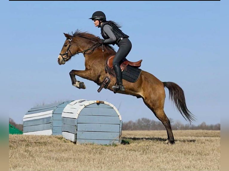 Quarter horse américain Hongre 8 Ans 142 cm Bai cerise in Forney