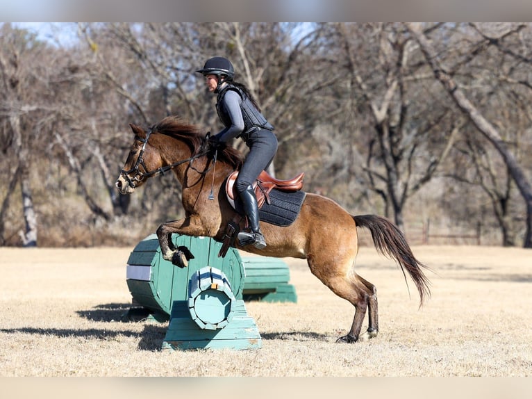 Quarter horse américain Hongre 8 Ans 142 cm Bai cerise in Forney