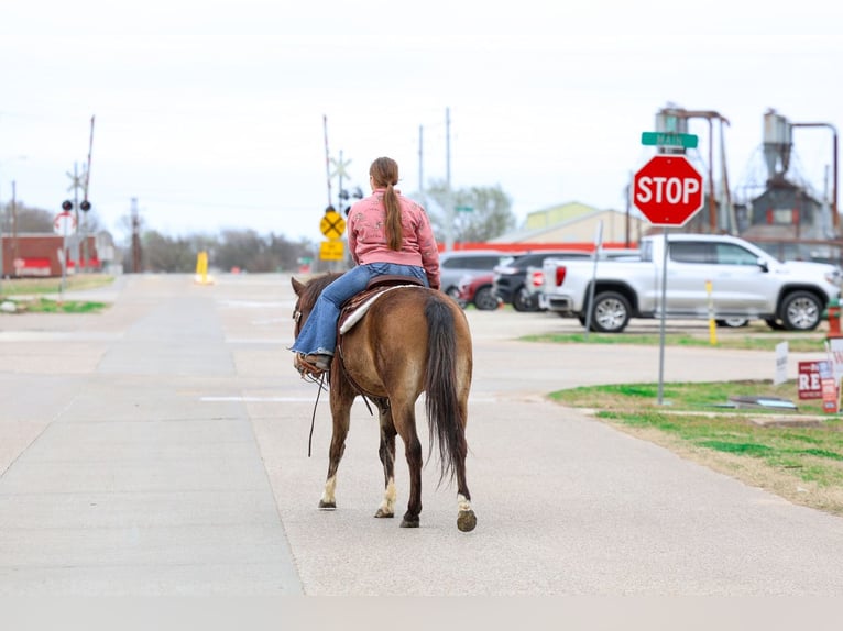 Quarter horse américain Hongre 8 Ans 142 cm Bai cerise in Forney