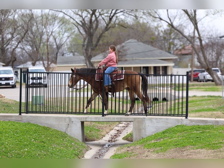 Quarter horse américain Hongre 8 Ans 142 cm Bai cerise in Forney