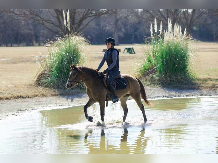 Quarter horse américain Hongre 8 Ans 142 cm Bai cerise in Forney