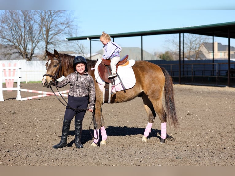 Quarter horse américain Hongre 8 Ans 142 cm Bai cerise in Forney