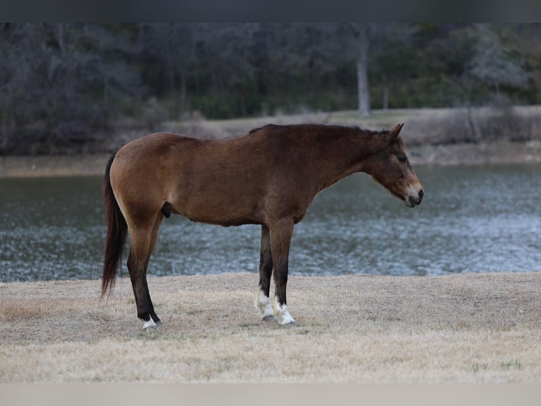 Quarter horse américain Hongre 8 Ans 142 cm Bai cerise in Forney