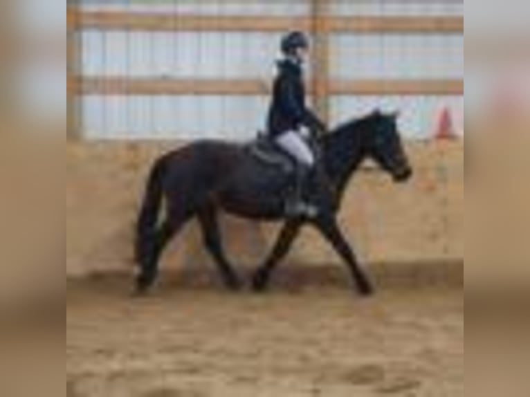 Quarter horse américain Hongre 8 Ans 142 cm Bai cerise in Howell mi