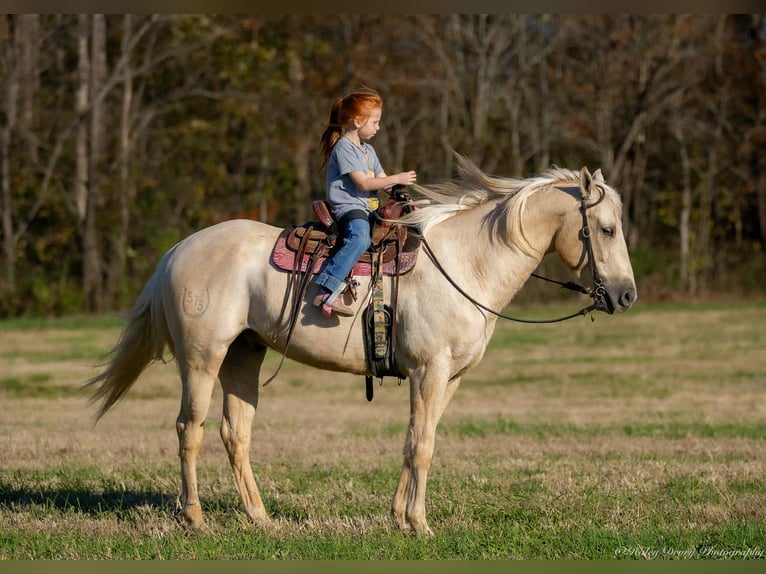 Quarter horse américain Hongre 8 Ans 142 cm Palomino in Auburn