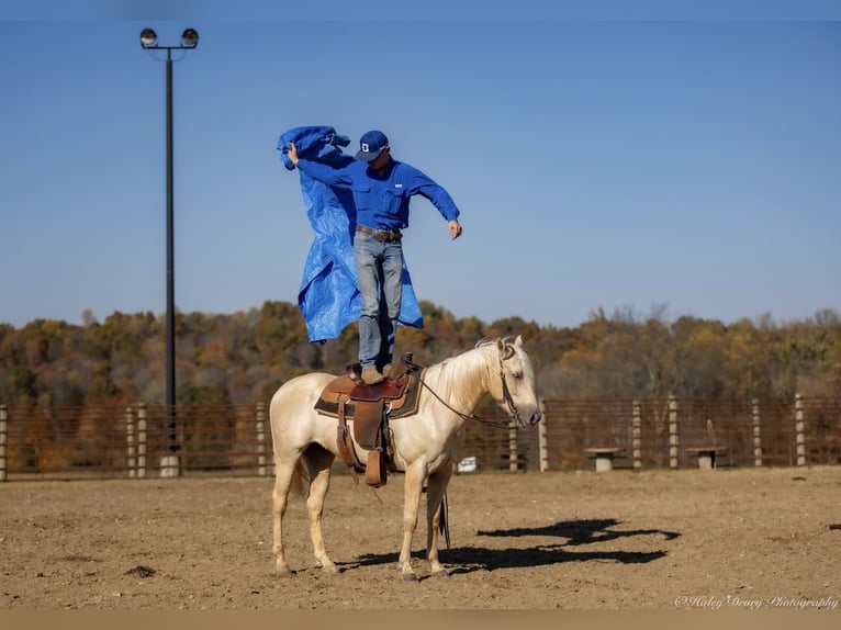 Quarter horse américain Hongre 8 Ans 142 cm Palomino in Auburn