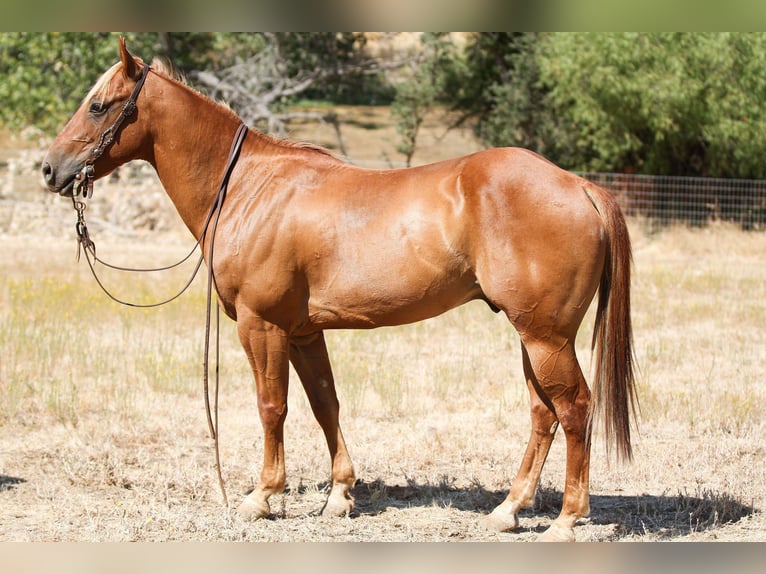 Quarter horse américain Hongre 8 Ans 142 cm Palomino in Valley Springs CA