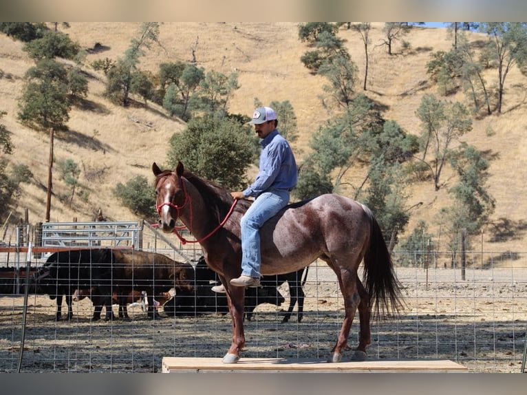 Quarter horse américain Hongre 8 Ans 142 cm Rouan Rouge in Paicines, CA